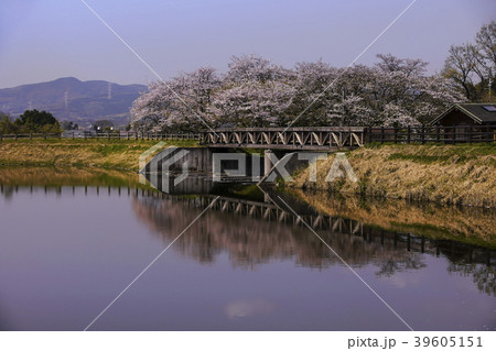 立岡自然公園　桜の公園 39605151