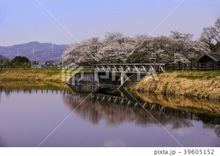 立岡自然公園　桜の公園 39605152