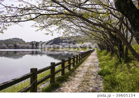 立岡自然公園 桜の公園の写真素材