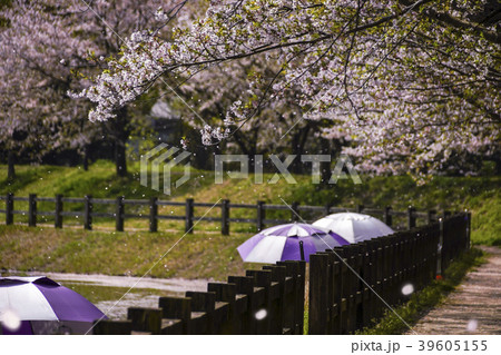 立岡自然公園 桜の公園 立岡自然公園 桜の公園 39605155