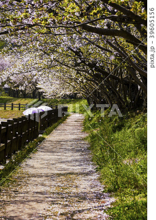 立岡自然公園　桜の公園 39605156