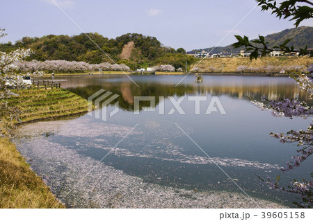 立岡自然公園　桜の公園 39605158