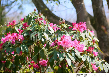 セイヨウシャクナゲの花 セイヨウシャクナゲの花 39605296