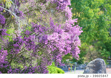 ジャノメエリカの花 39605847