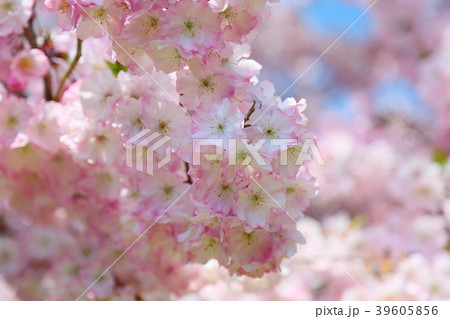 サクラの花　アーコレード 39605856