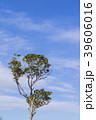 青空と新緑 39606016