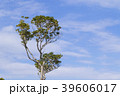 青空と新緑 39606017
