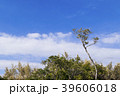 青空と植物 39606018