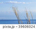 海とススキ 39606024