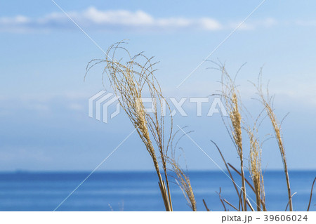 海とススキ 39606024