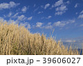 青空とススキ 39606027