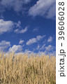 青空とススキ 39606028