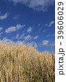青空とススキ 39606029