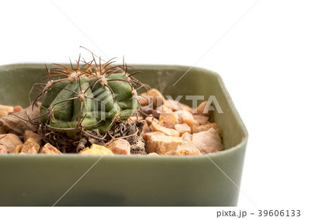 Close up of small cactus in a flowerpot Close up of small cactus in a flowerpot 39606133