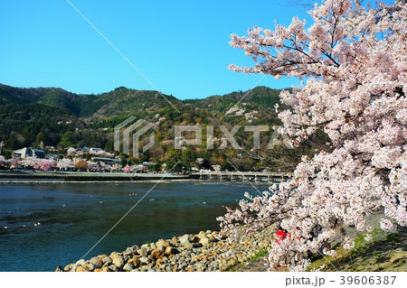 京都 嵯峨野 嵐山 桜 京都 嵯峨野 嵐山 桜 39606387