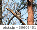 身だしなみを整えるオオタカ 39606461