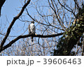 オオタカのあぐら？ 39606463
