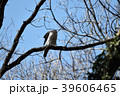 春のオオタカ　～恋の季節～ 39606465