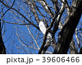 朝日を浴びて輝くオオタカ 39606466