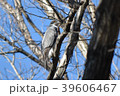 ひかるオオタカ 39606467