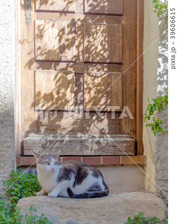 南フランス スミレ 村 ひなたぼっこする猫 39606615