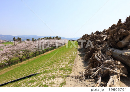 九州北部豪雨後の朝倉市_筑後川_災害から8ヶ月経過（2018年3月撮影）土手の流木と桜 39606794