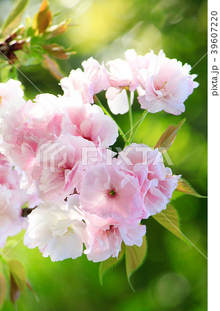 桜　春イメージ 39607220