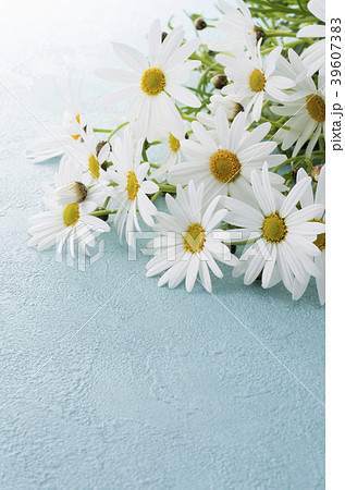 マーガレット 39607383