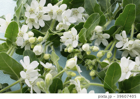 ホワイトスター 39607405