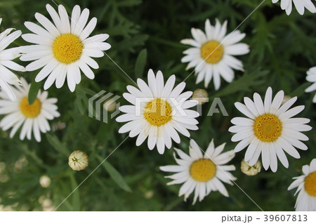 マーガレット マーガレット 39607813