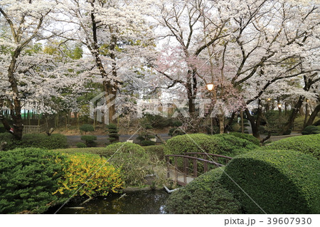 春の牛久シャトー オノエンミュージアム前の庭 春の牛久シャトー オノエンミュージアム前の庭 39607930