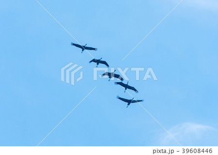 Formation of flying Common Cranes Formation of flying Common Cranes 39608446