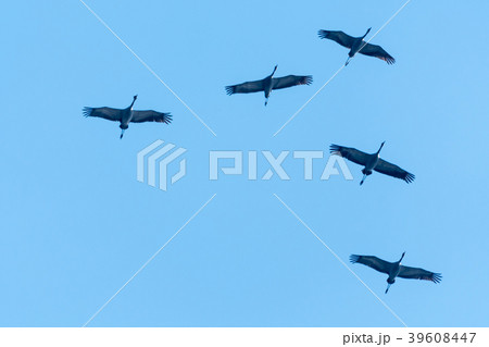 Migrating Common Cranes Migrating Common Cranes 39608447
