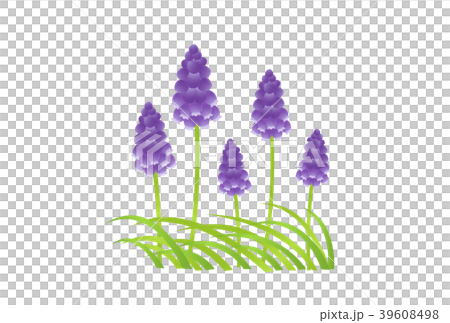 Muscari 39608498
