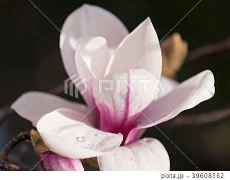 モクレンの花 モクレンの花 39608562