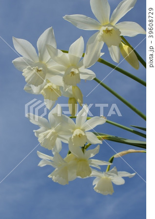 しずく水仙と青空 39608729