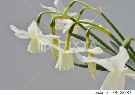 しずく水仙 しずく水仙 39608732
