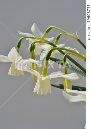 しずく水仙 39608733