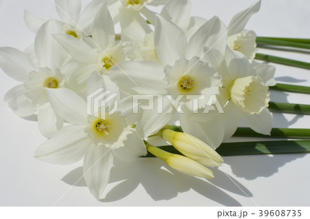 しずく水仙 39608735