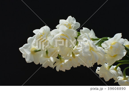 房咲スイセン 39608890