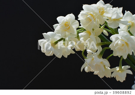 房咲スイセン 39608892