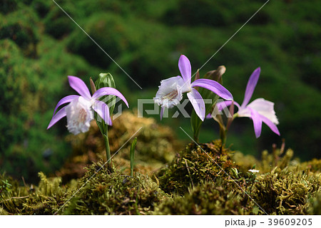 阿里山 池溏 39609205