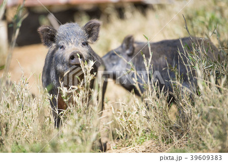 イノシシ　猪　いのしし　 39609383