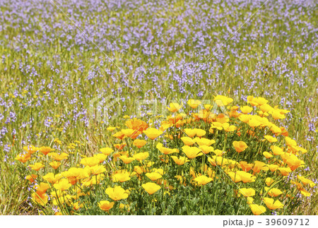 花畑　背景素材　イメージ素材　ハナビシソウ　花菱草 39609712