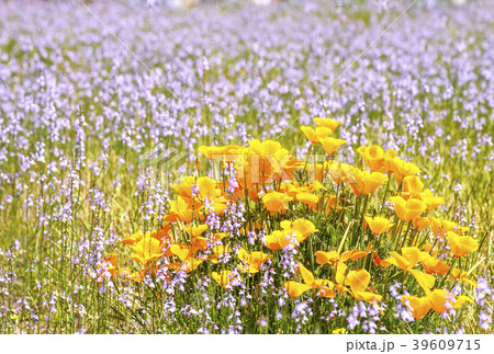 花畑 背景素材 イメージ素材 ハナビシソウ 花菱草の写真素材