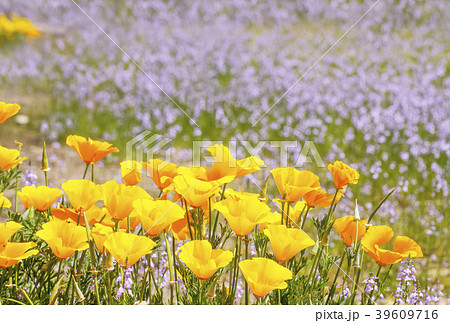 花畑 背景素材 イメージ素材 ハナビシソウ 花菱草の写真素材