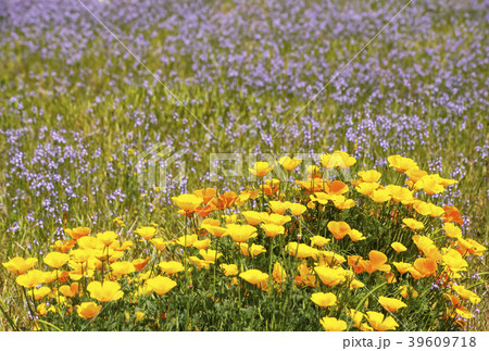 花畑 背景素材 イメージ素材 ハナビシソウ 花菱草の写真素材