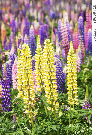 ラッセルルピナス　背景素材　イメージ素材　花畑 39609719