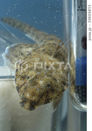 ネズミゴチ 39609855