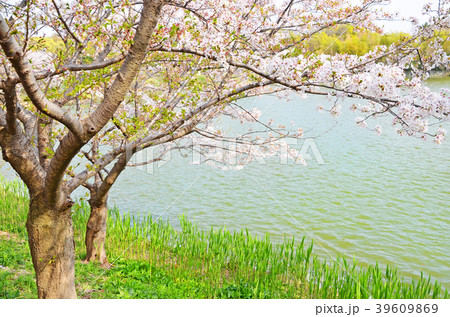 水辺の桜 水辺の桜 39609869